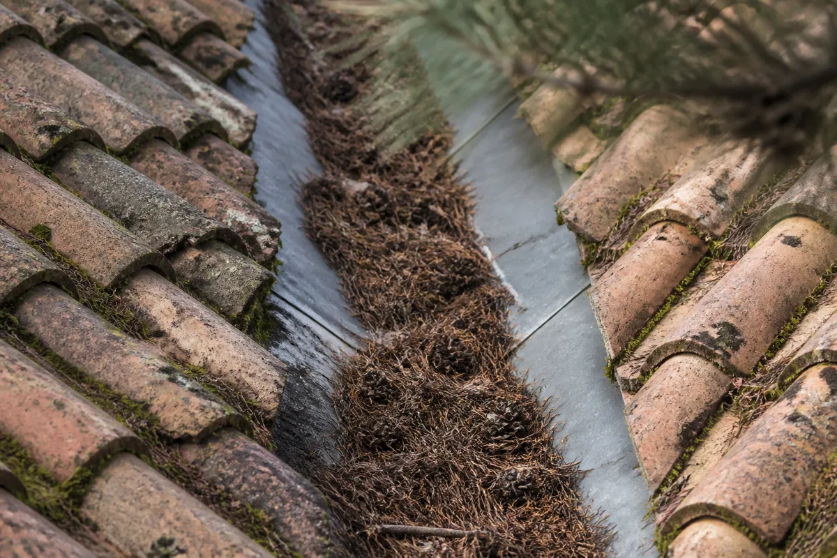 Toiture en tuile canal d’une villa du Pyla-sur-Mer couverte d’aiguilles de pin sous une pinède dense